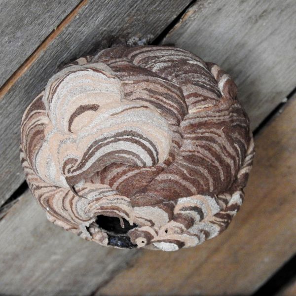 徳山市でハチ駆除でお困りの方！7000円～|国本白蟻工務店